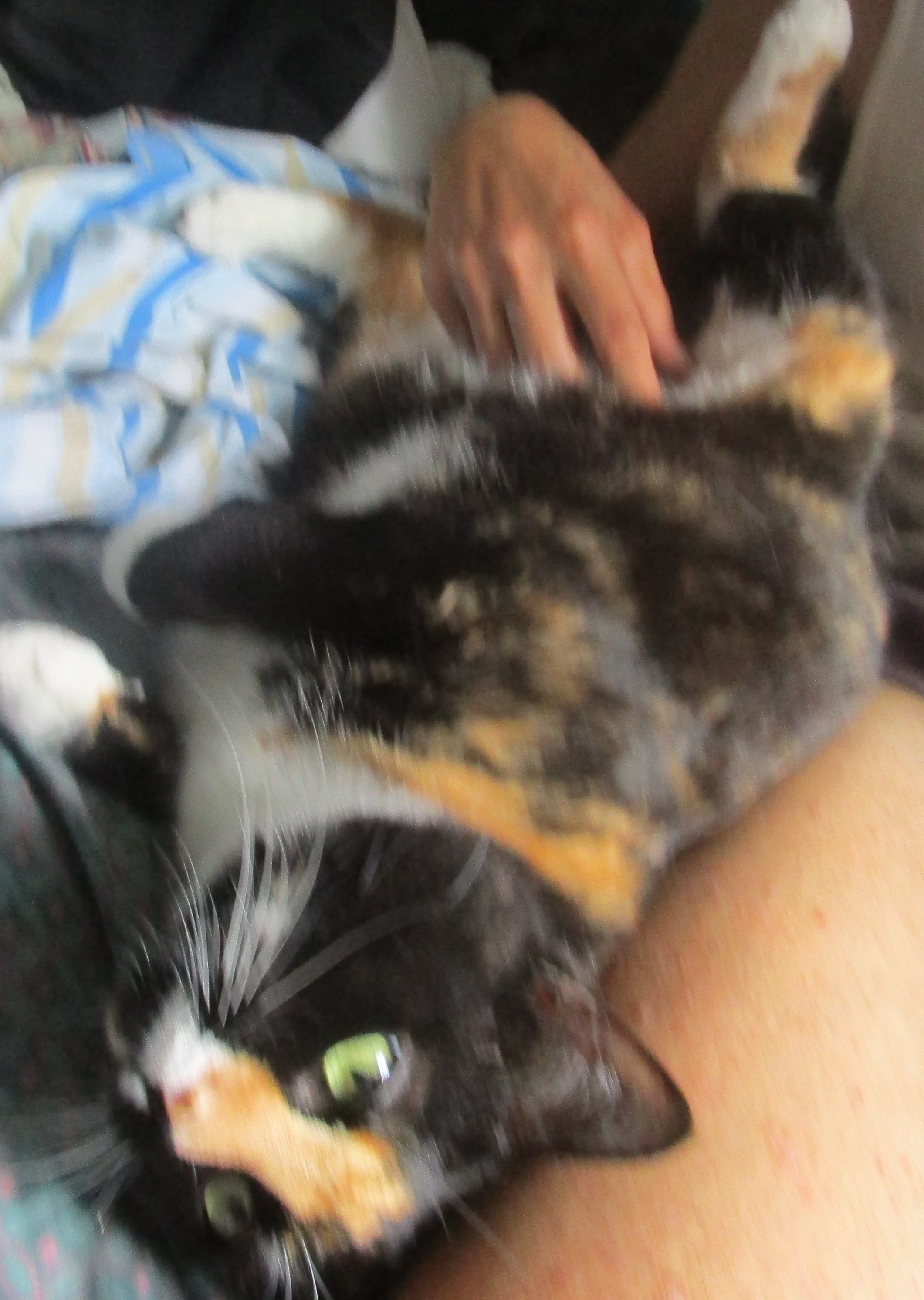 MrsMushka - Sweetest Cat On Earth